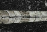 Polished Fossil Orthoceras (Cephalopod) - Morocco #138307-1